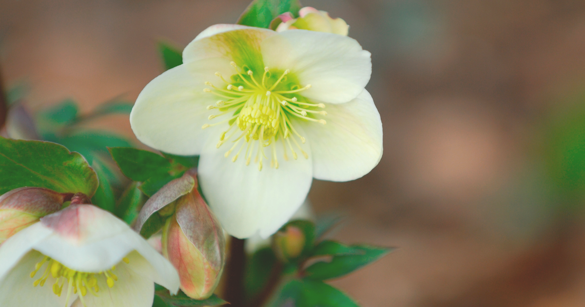 Christmas Rose Plant.png