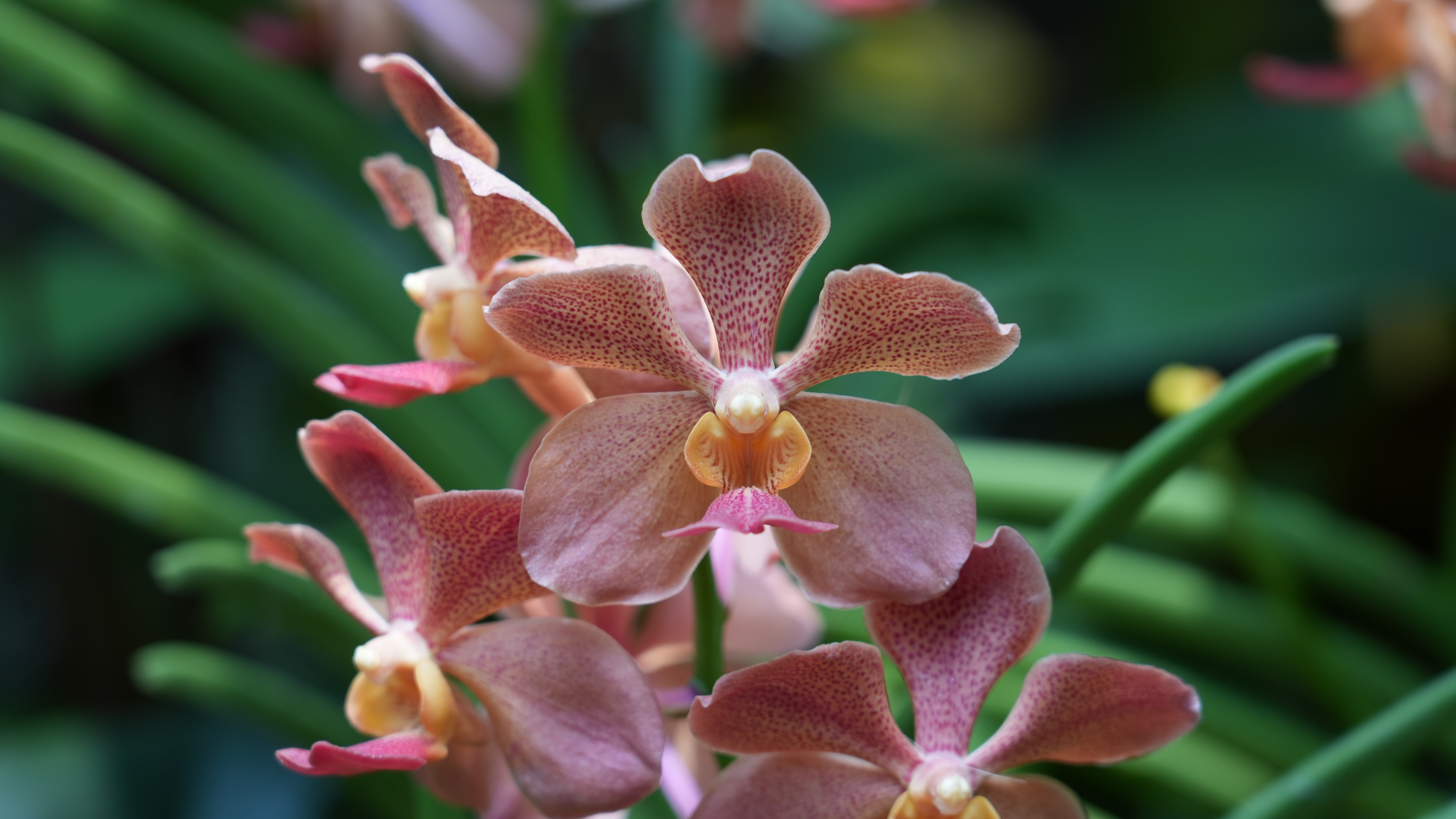 Pink and white flowers