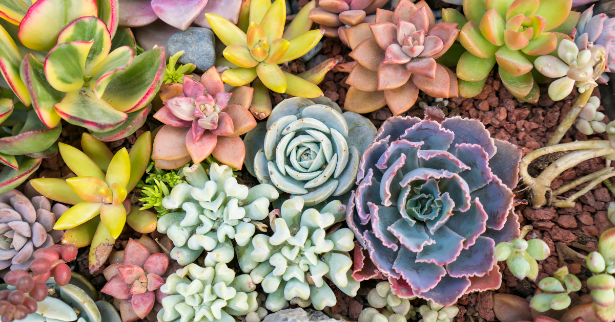 Succulent Gardens.png