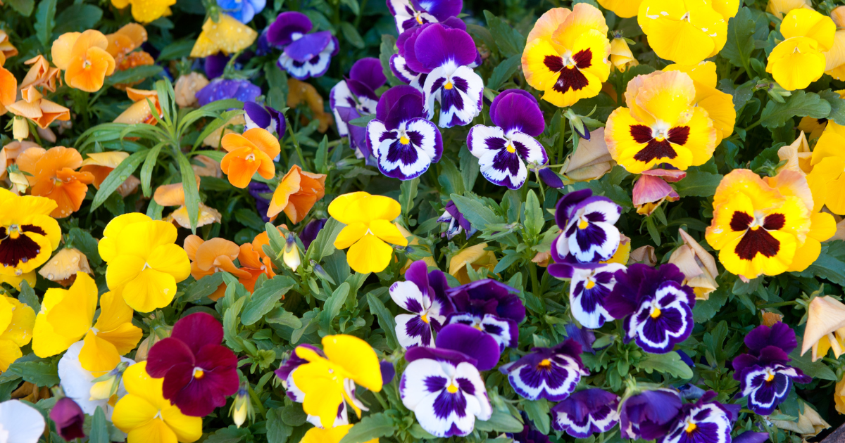 Pansies.png