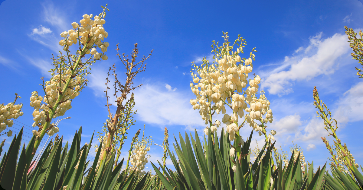 spanish dagger yucca.png