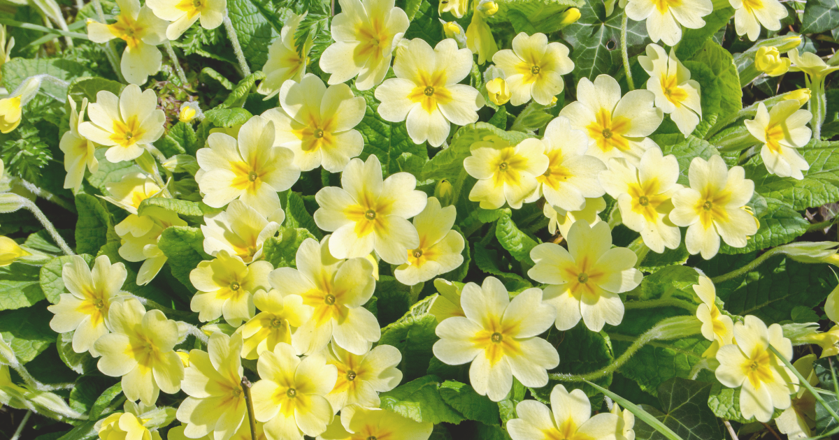 Primroses.png