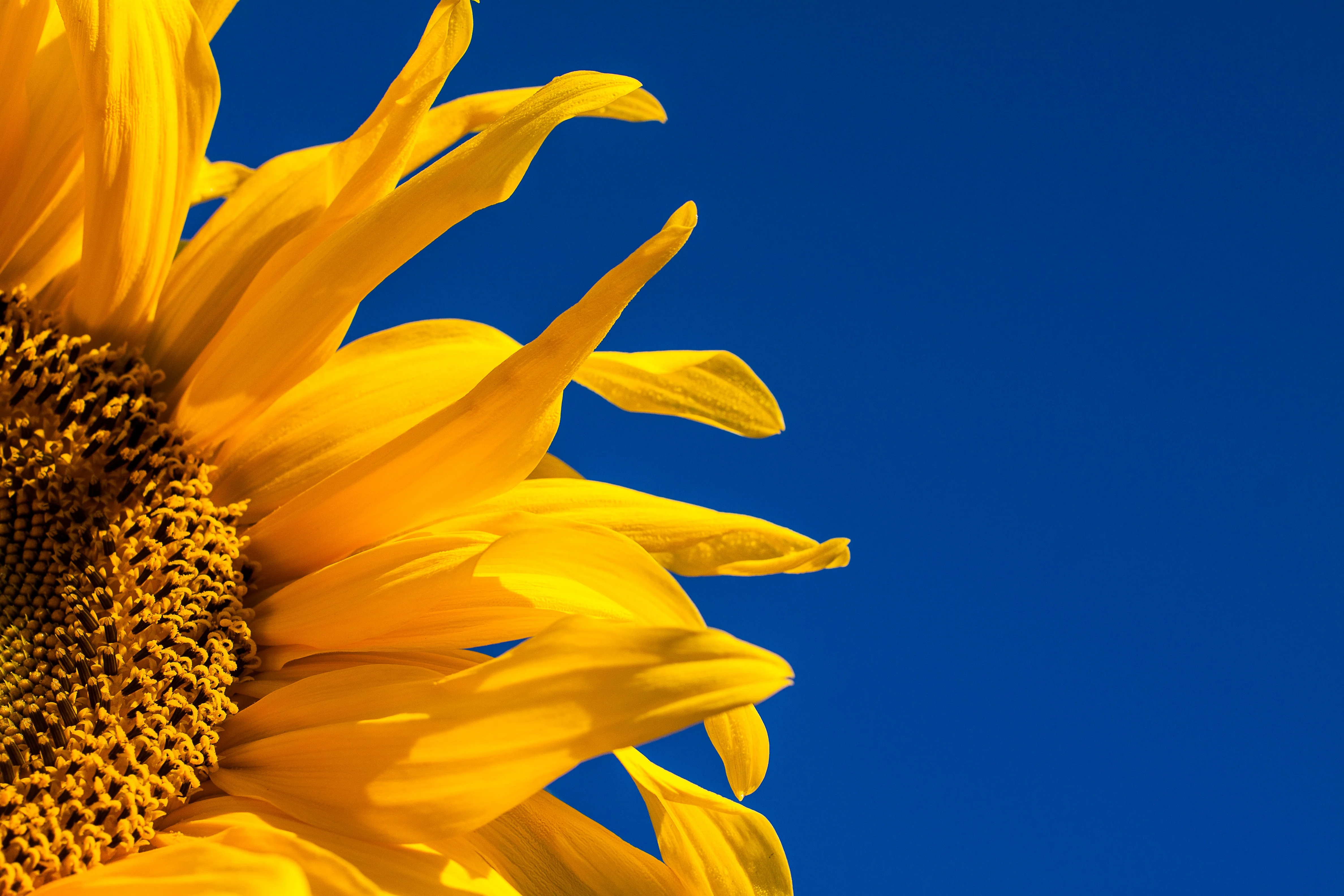 Sunflowers.webp