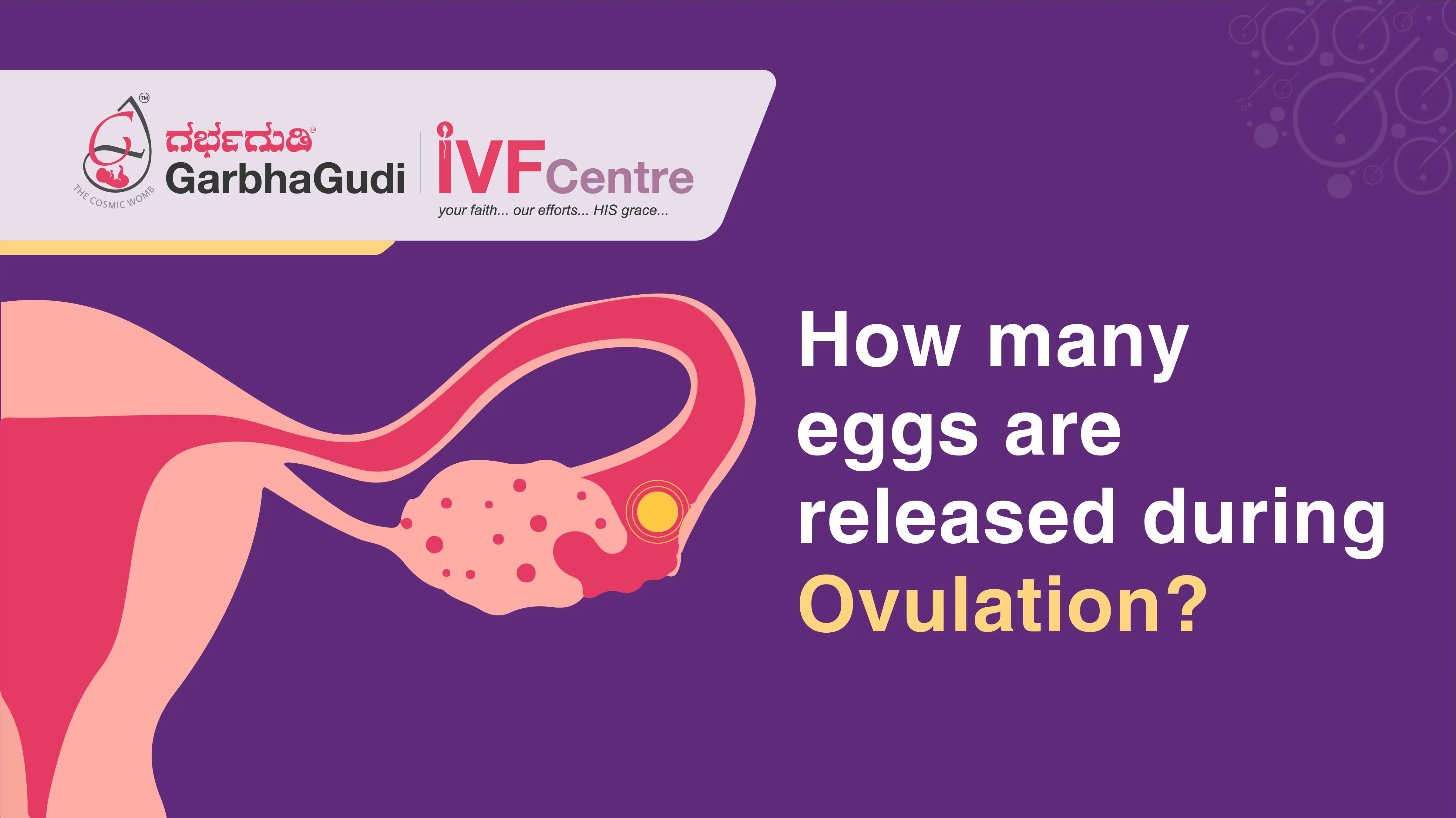 How many eggs are released during ovulation?