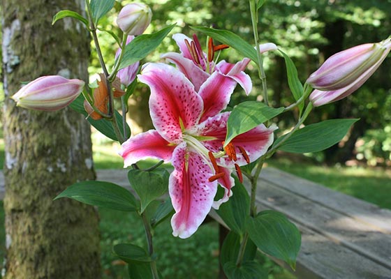 Lily Stargazer