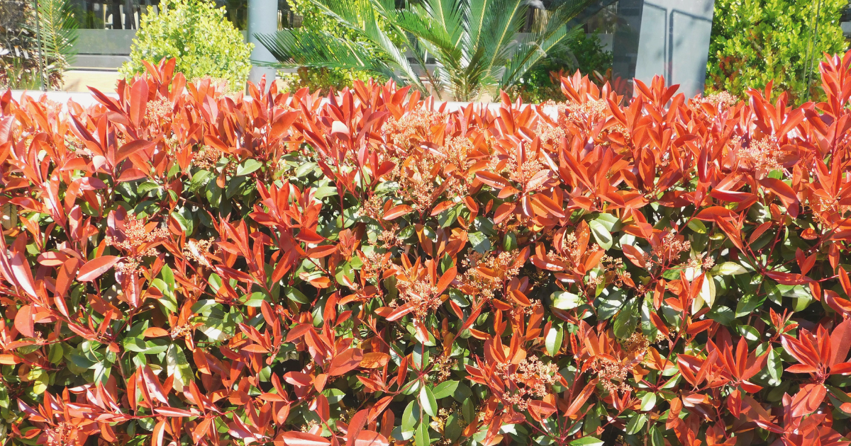 Photinia.png