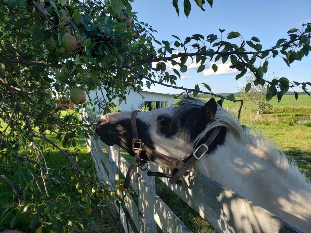 A beautiful blue-eyed horse leans over a fence to greet Harvest Hosts guests.