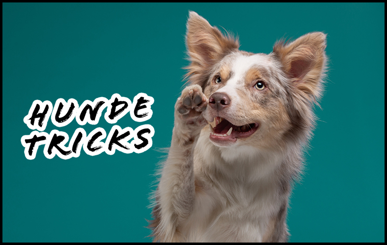 blog-suesse-hundetricks-tricktraining-hund-hundebeschaeftigung-kommando-pfote-winken.jpg