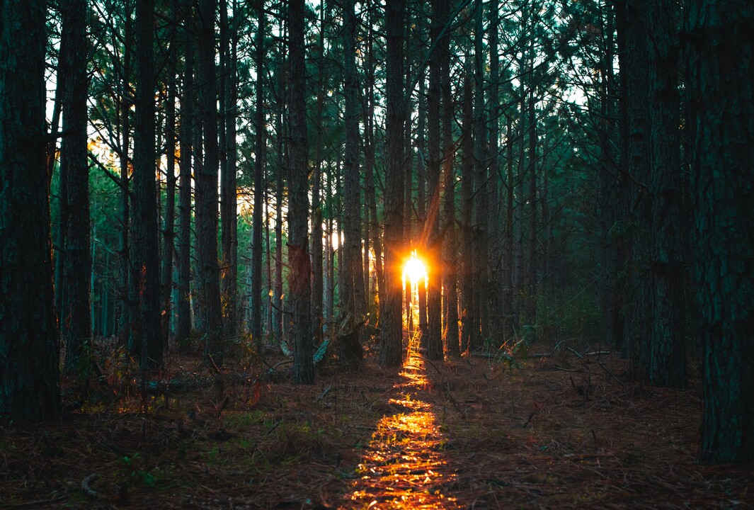 Sunlight breaking through trees