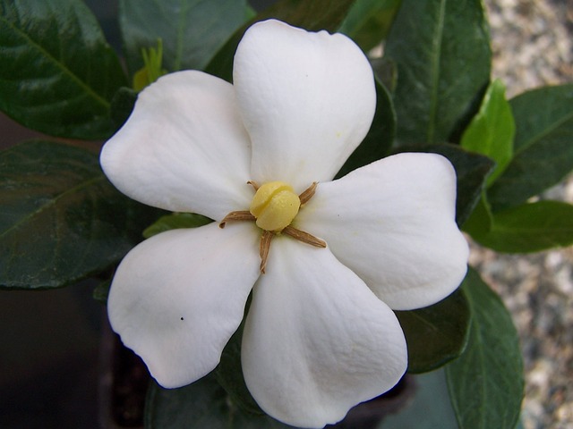 gardenia-gf8182eac0_640.jpg