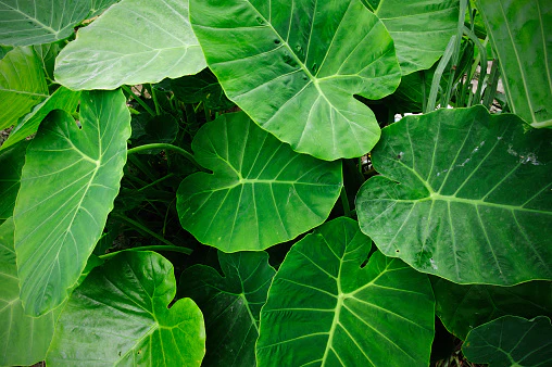 Elephant ear hot sale plant toxic dogs