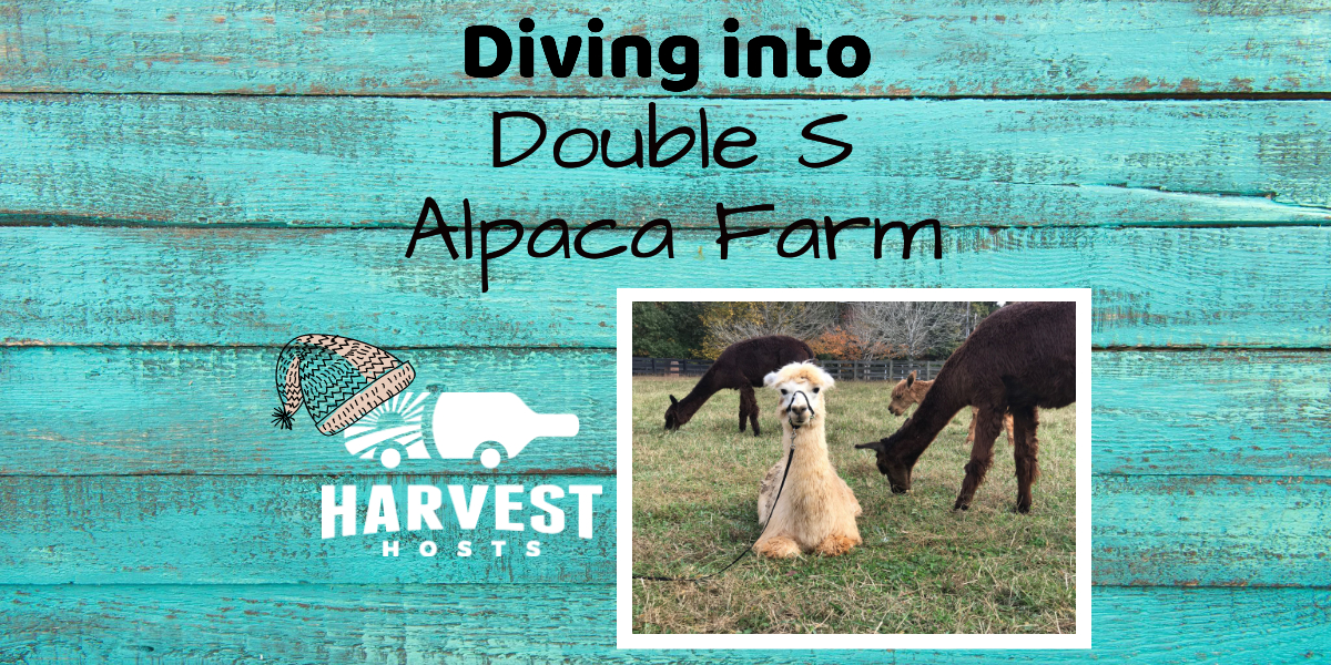 Diving into Double S Alpaca Farm