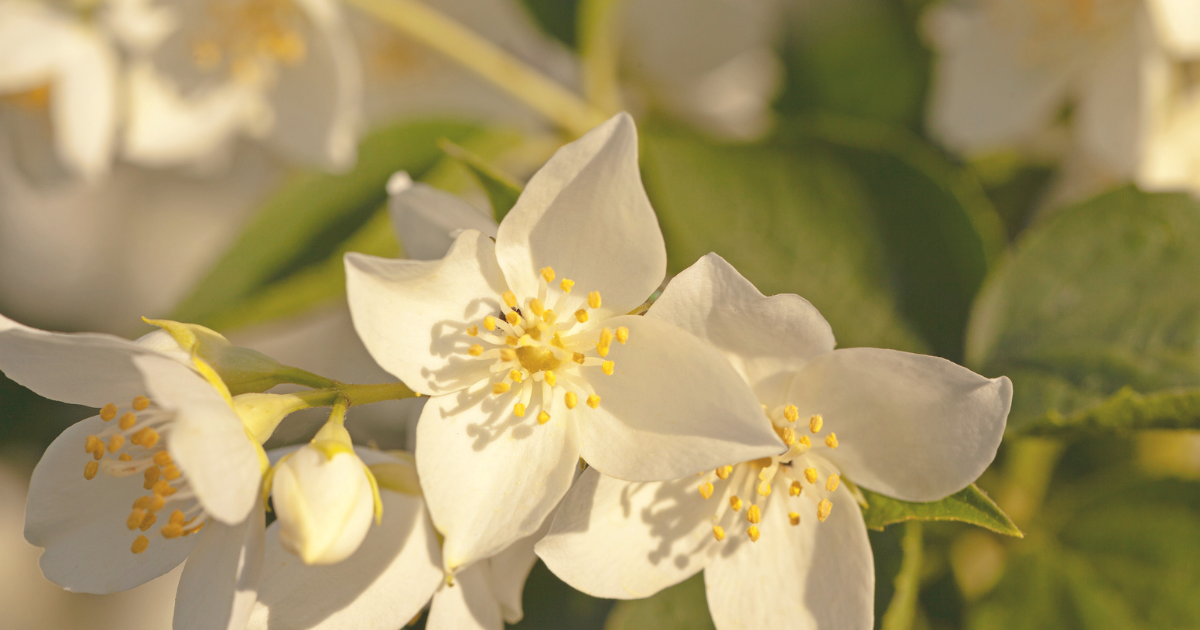 How to Grow Winter Jasmine.png