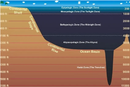 deep_sea_gigantism_occurence.png