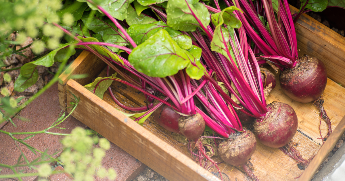 Plant Beets.png
