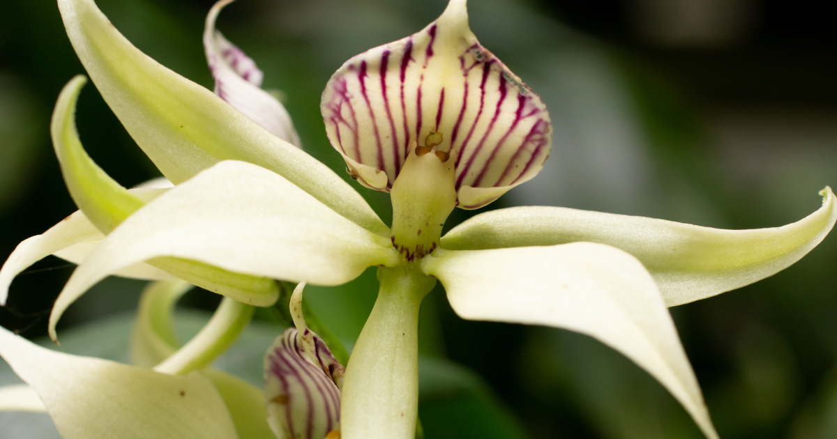 Encyclia (Cockleshell Orchid).png