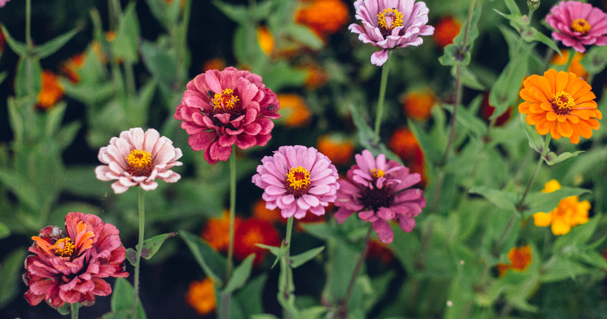 Zinnias.png