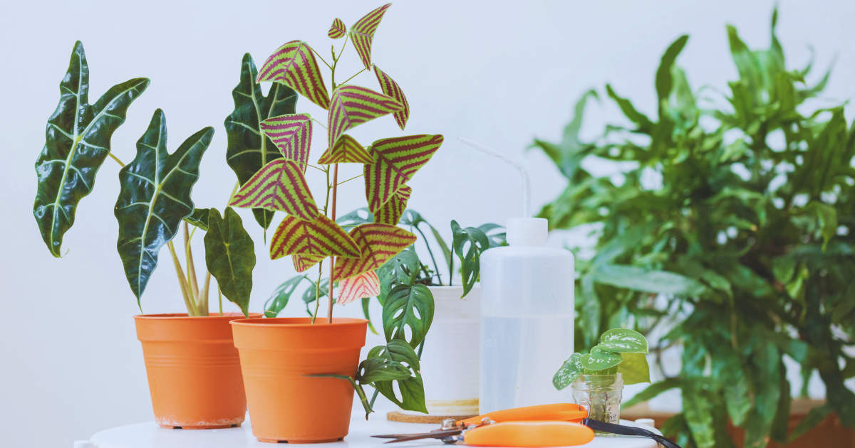 Keep your plant out of direct sunlight for 3–5 days.png