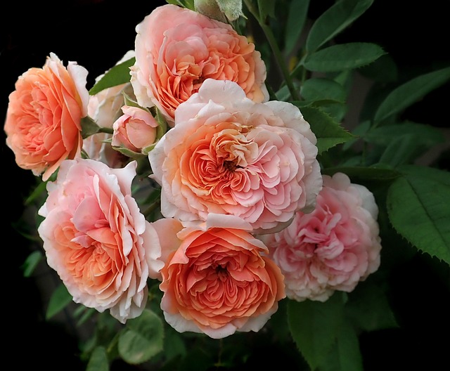 roses-g10ec7ba26_640.jpg