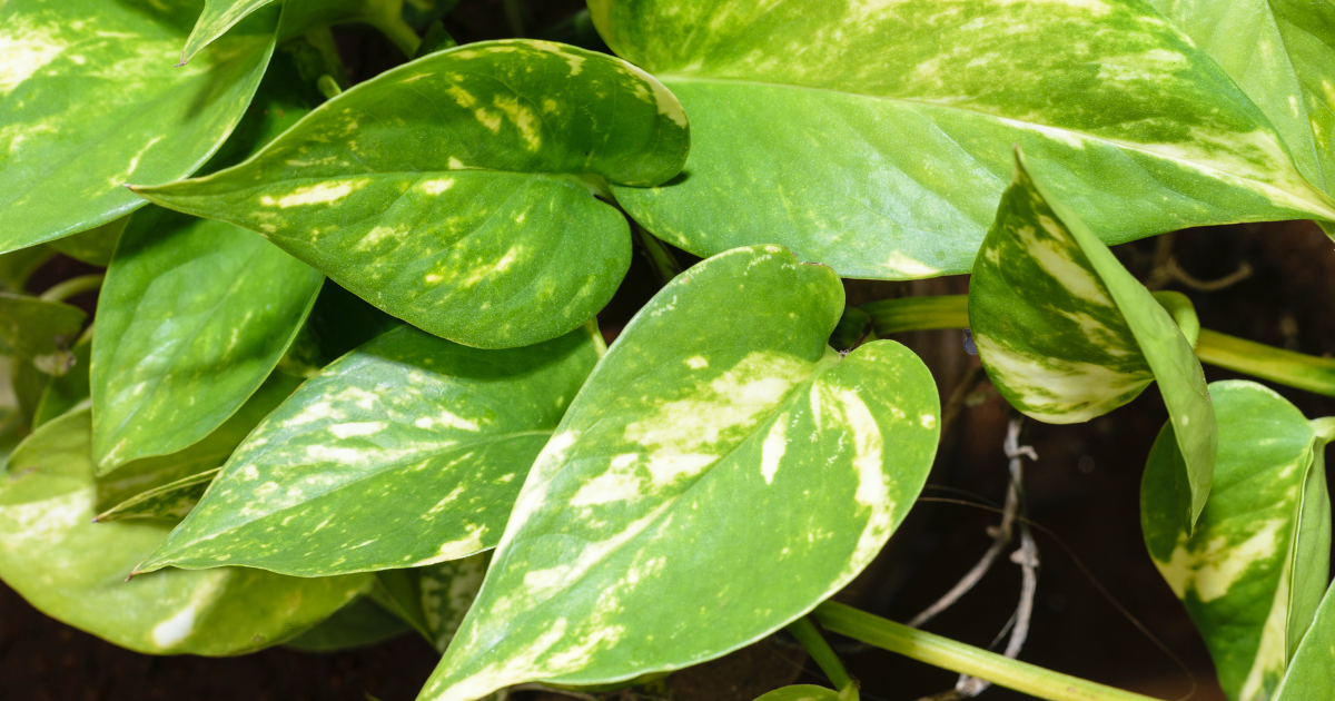 Devil-s Ivy (Pothos).png