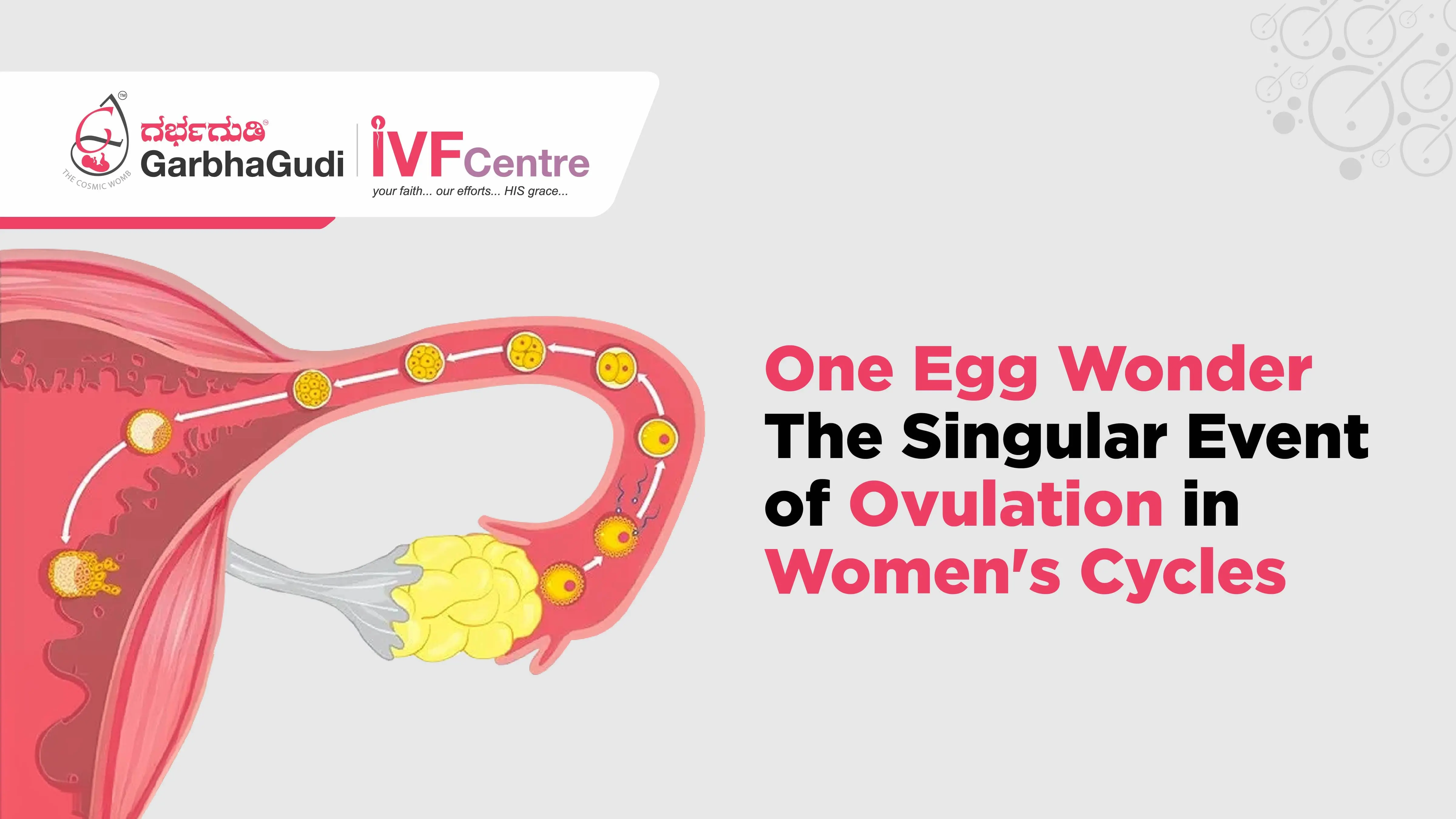 One Egg Wonder: The Singular Event of Ovulation in Women's Cycles