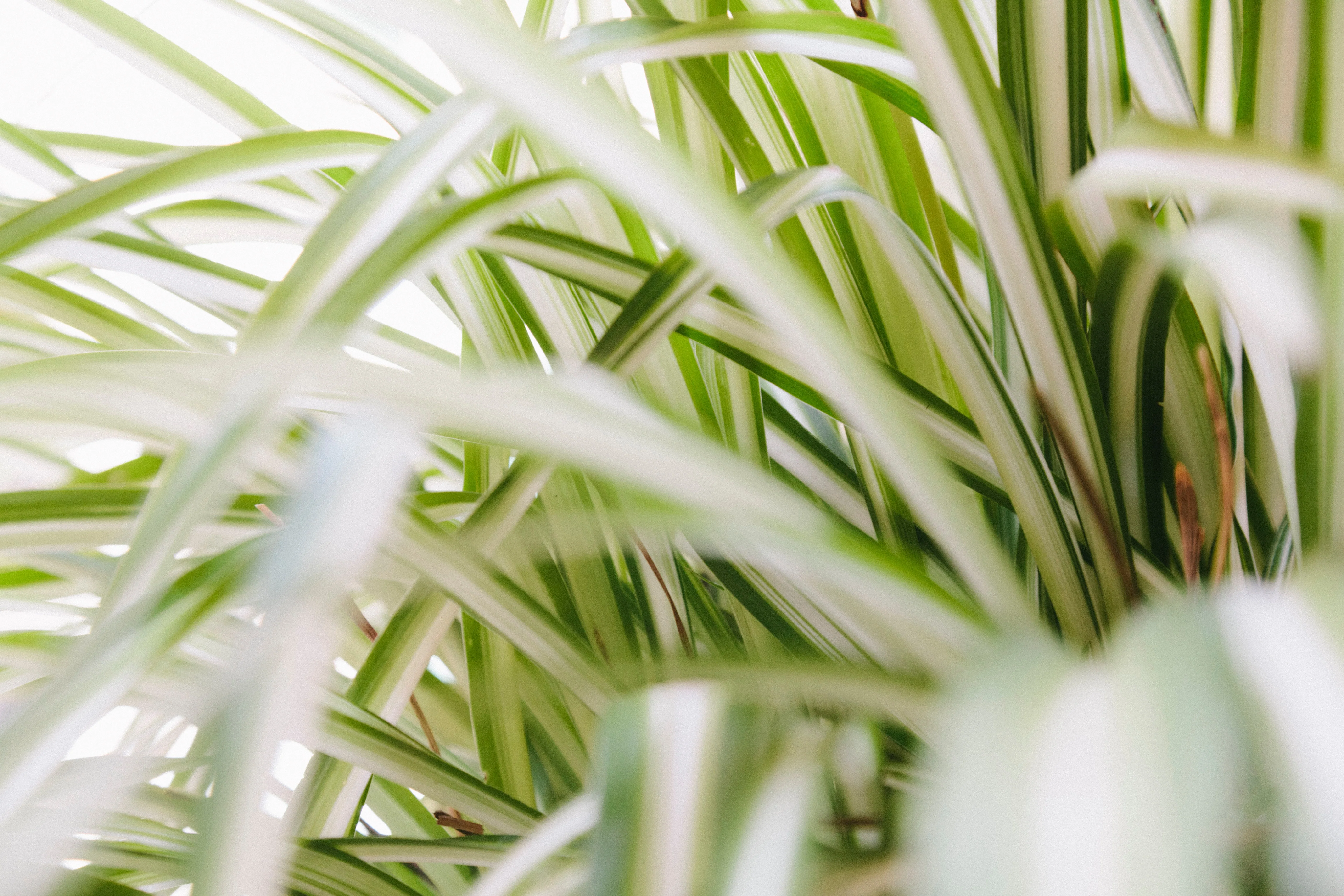 spider plant.webp