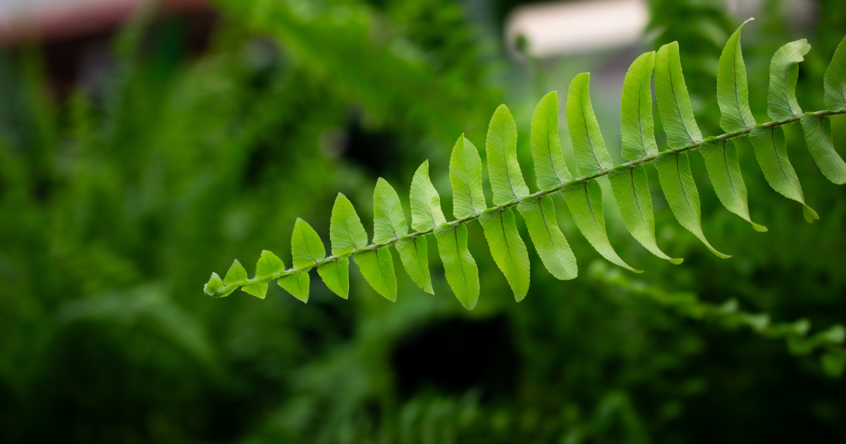 Boston Fern.png