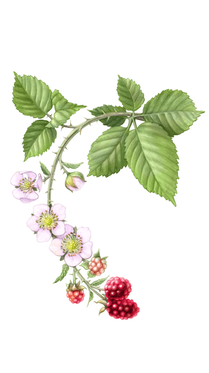 Illustration of Raspberry