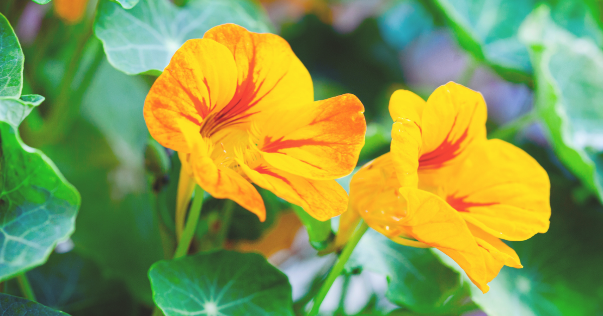 Nasturtiums.png