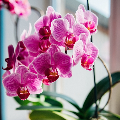 pink orchids.jfif