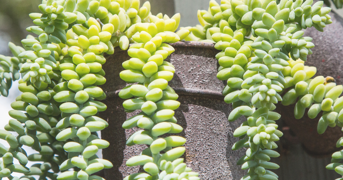 Burro’s Tail.png