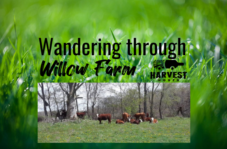 Wandering through Willow Farm