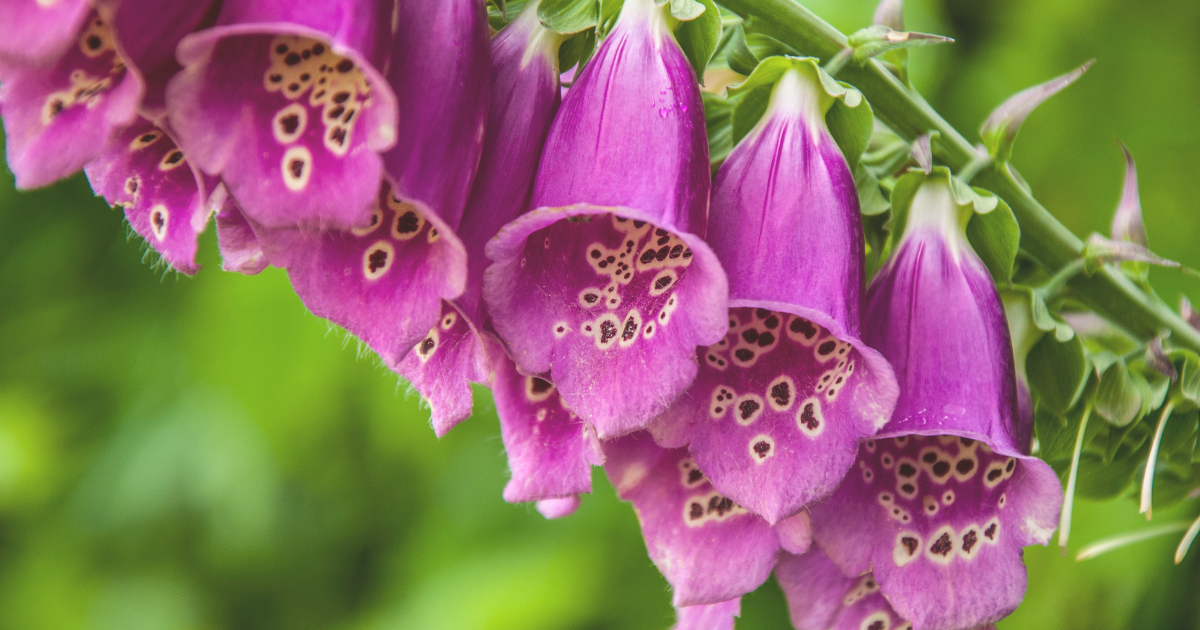 Foxgloves.png
