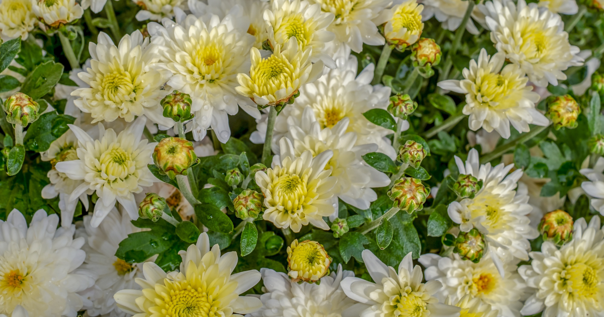 Single Bloom Chrysanthemum.png