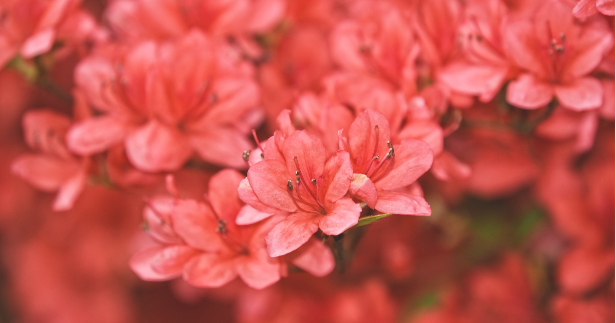 Azaleas.png