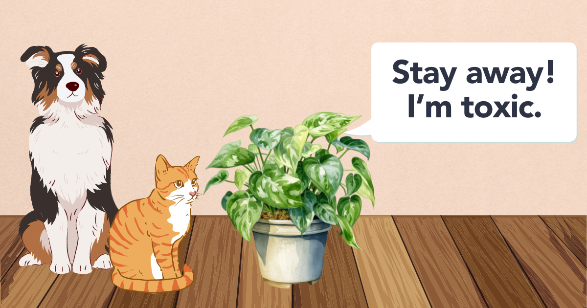 Are Pothos Pet Friendly.png