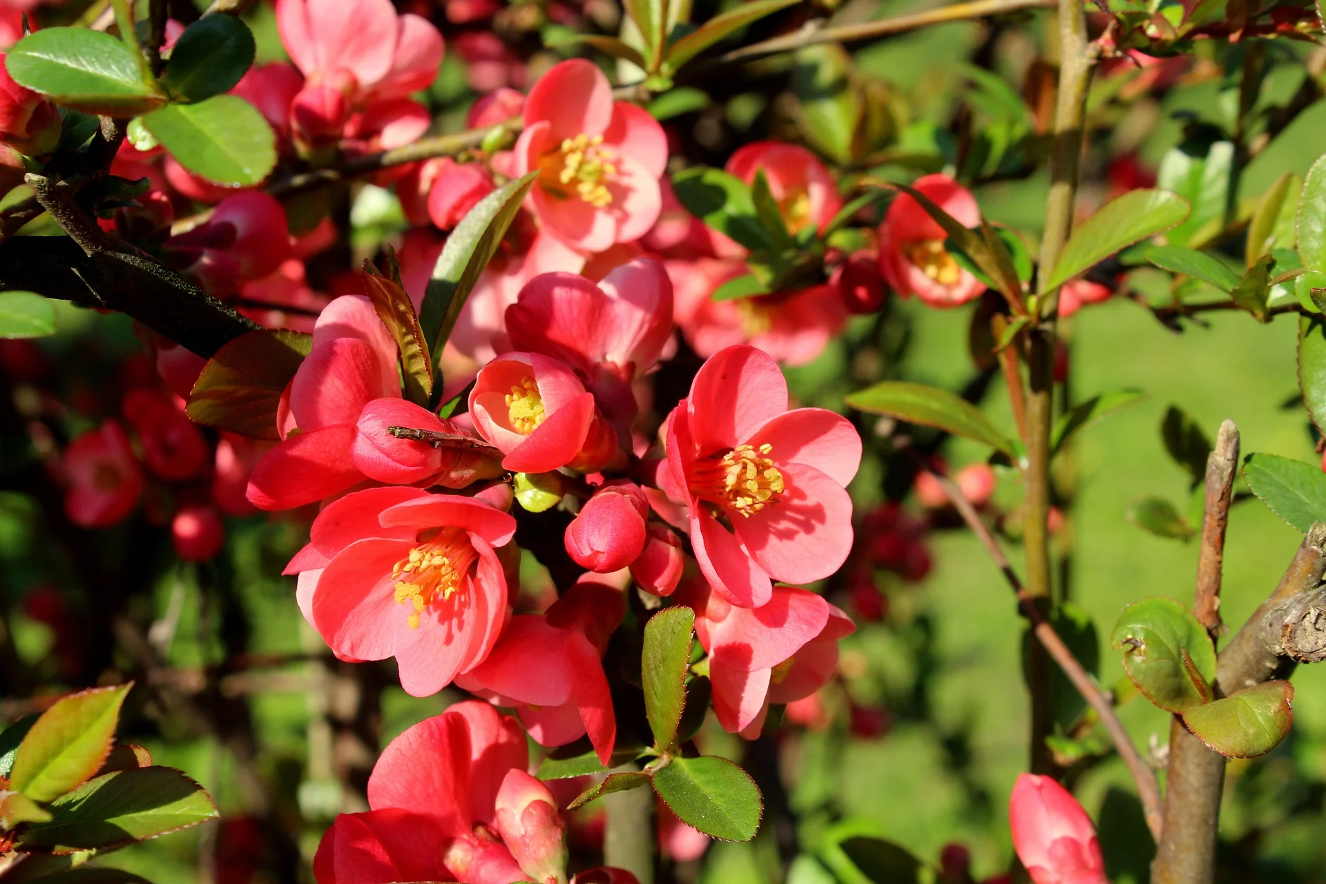 flowering-quince.webp