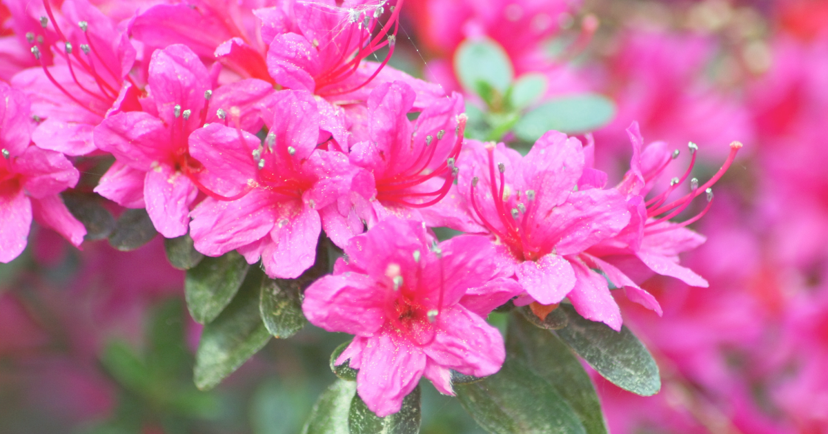 Rhododendrons.png