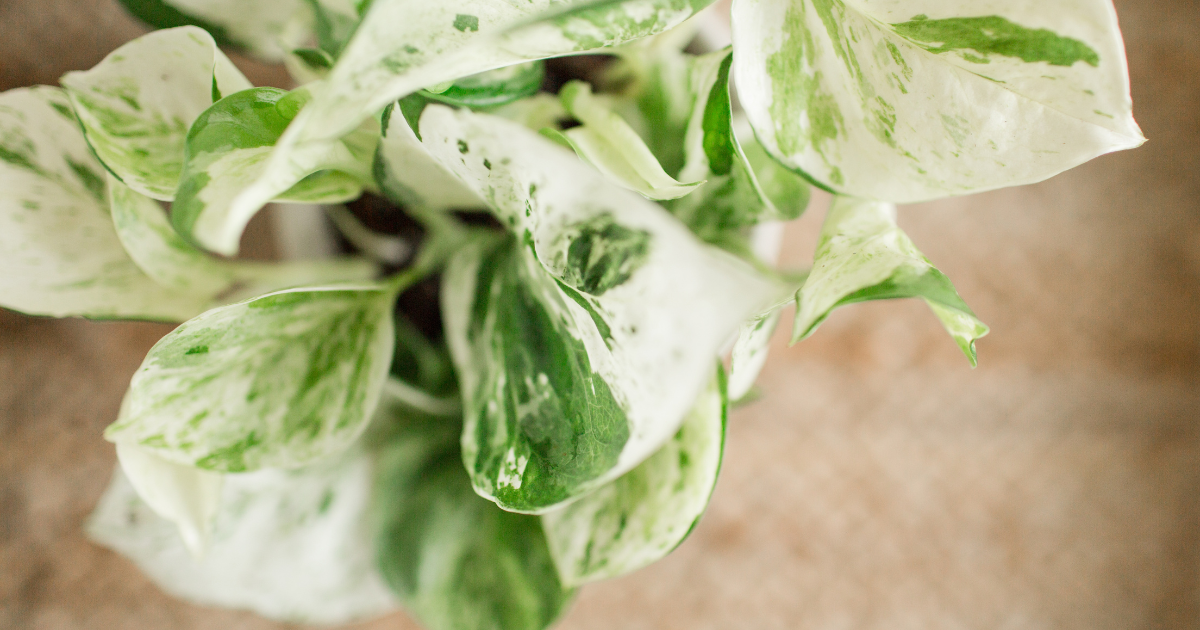 Pearls and Jade Pothos.png