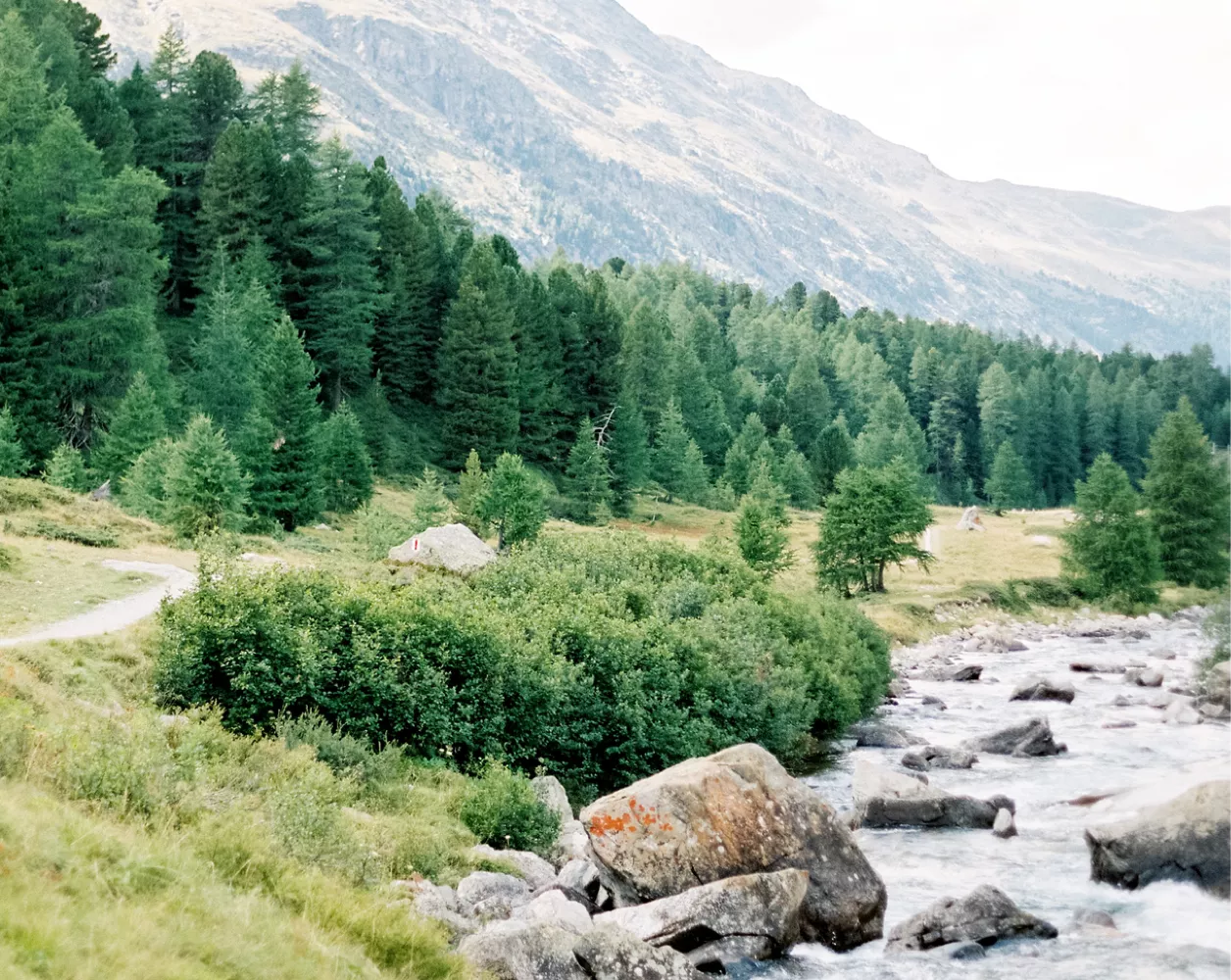 Picture of a hiking trail next to a river with evergreen trees and a mountain in the background