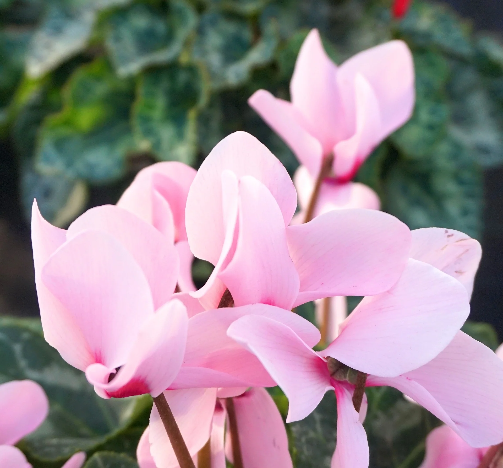 cyclamen.webp