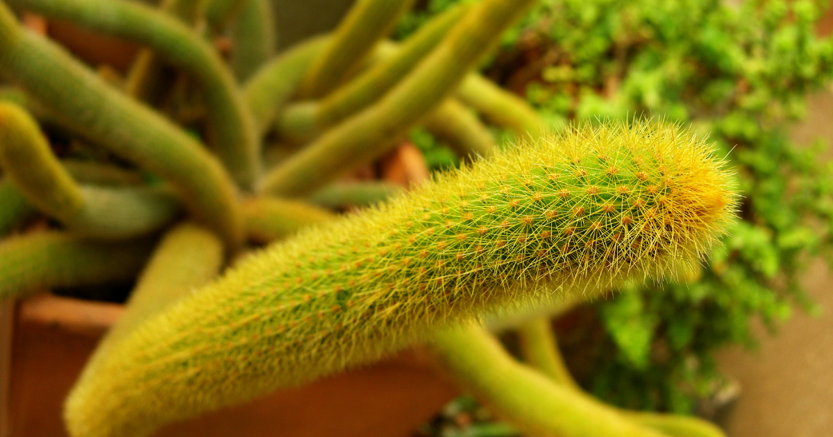 Golden Rat Tail Cactus.png