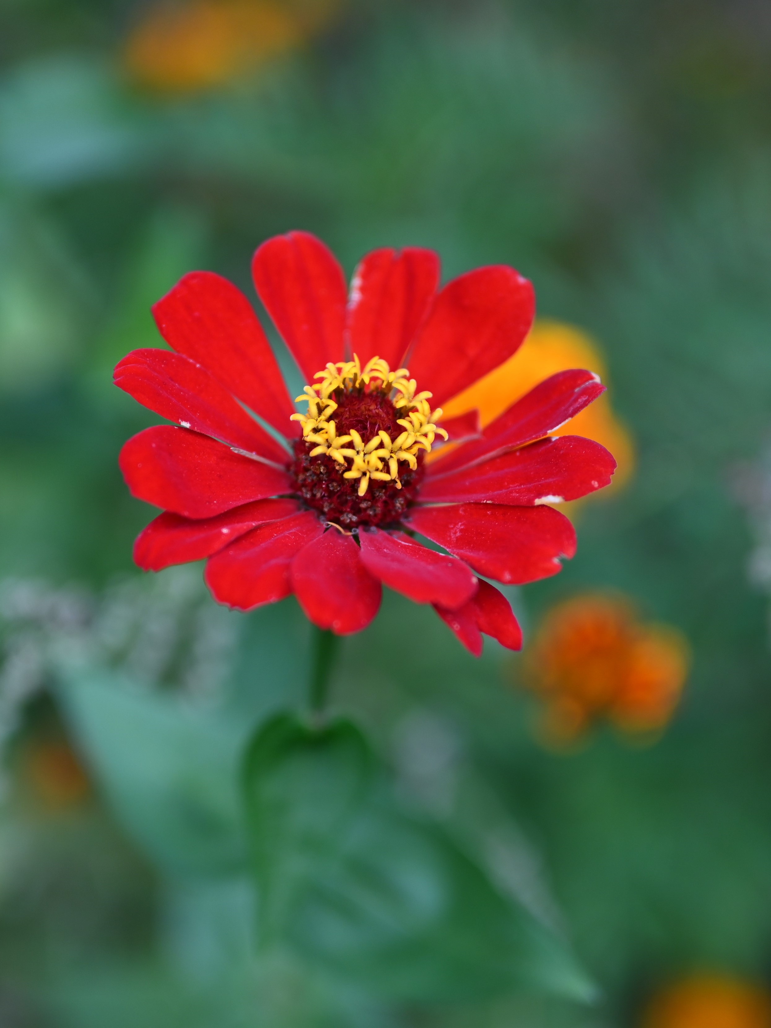 Warsztaty fotograficzne | Zbliżenie na czerwony kwiat z żółtym środkiem. Tło stanowią rozmazane zielone liście..JPG