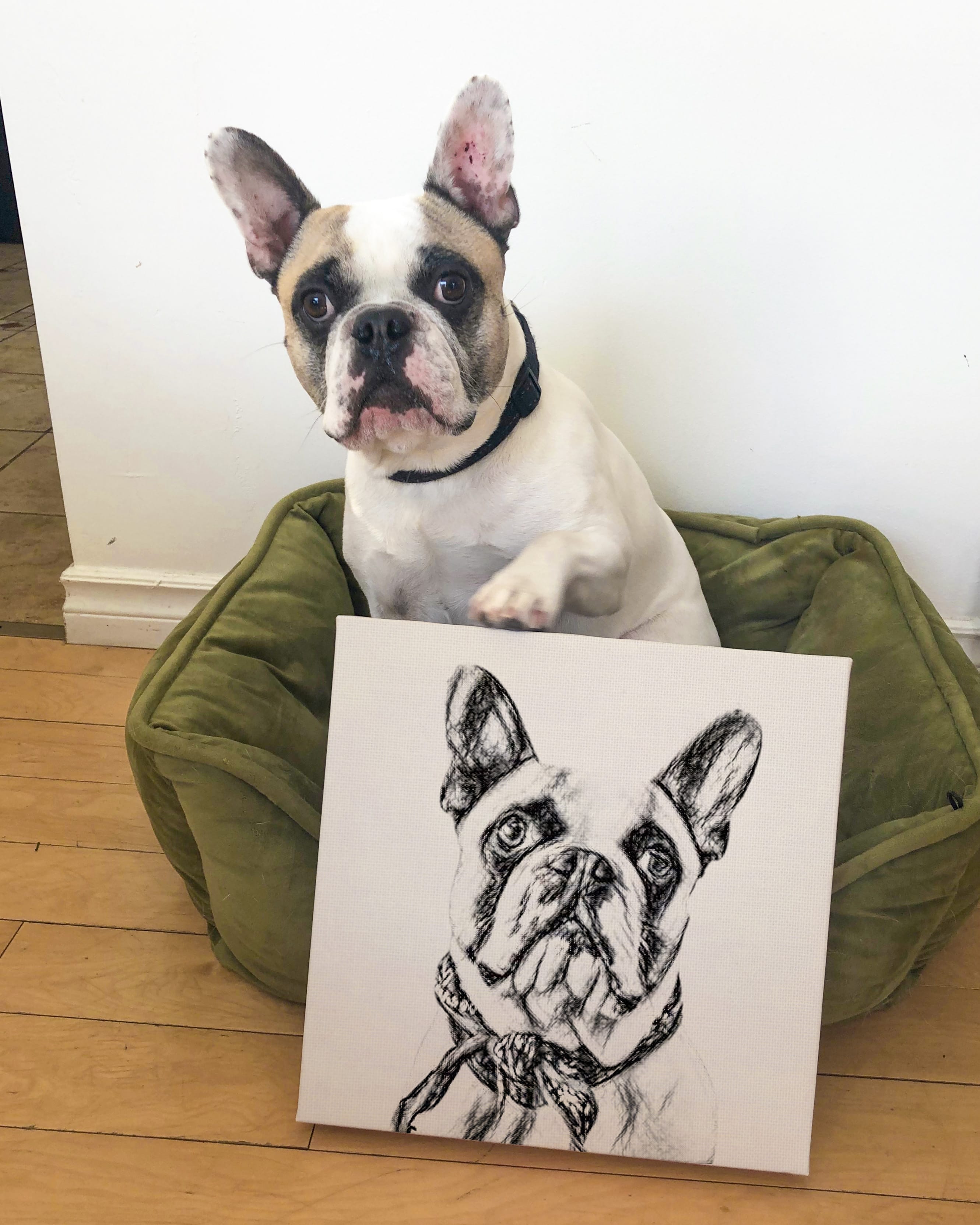 Photo of dog holding pet portrait