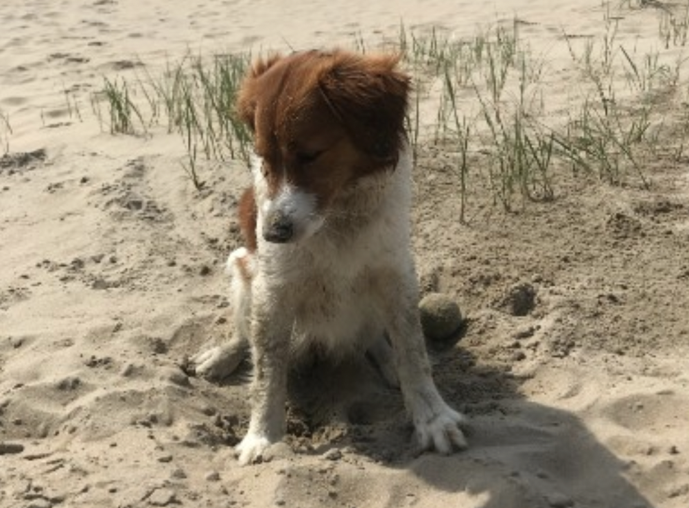 foto van Hondenstrand