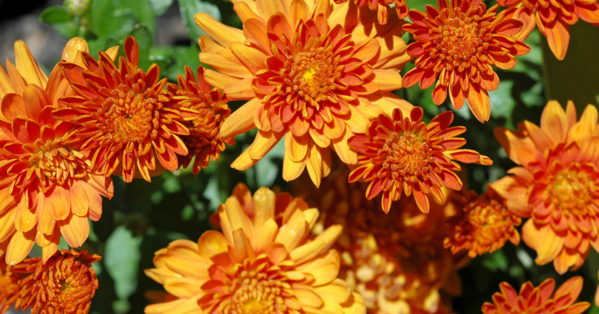 chrysanthemum Fireglow Bronze.png