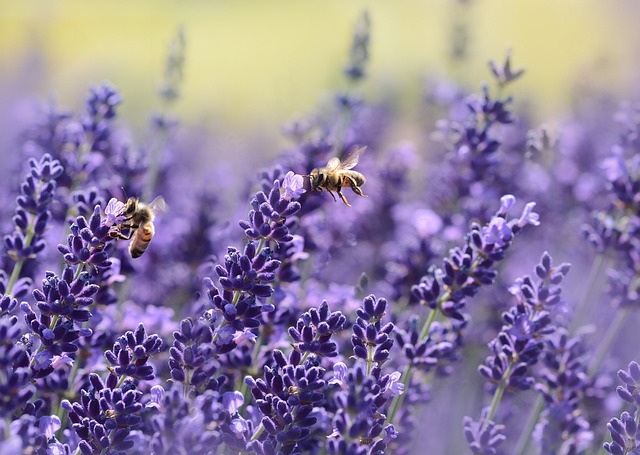 lavenders-1537694_640.jpg