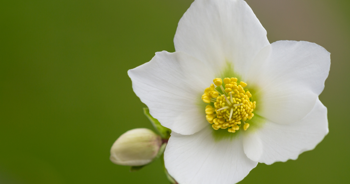 Christmas Rose (Helleborus).png