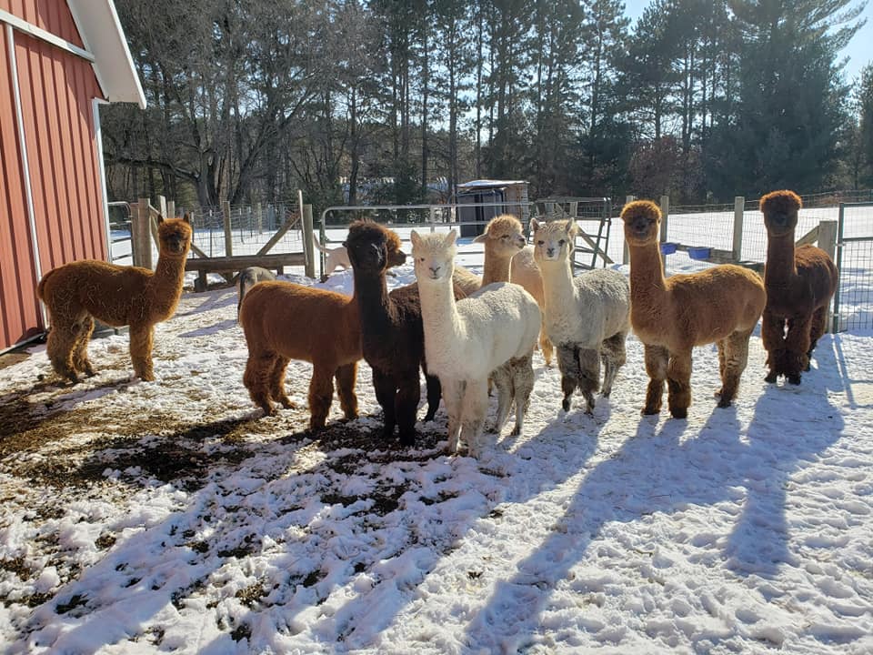 A large group of alpacas stand on a snowy patch on the Double S Alpaca Farm property.