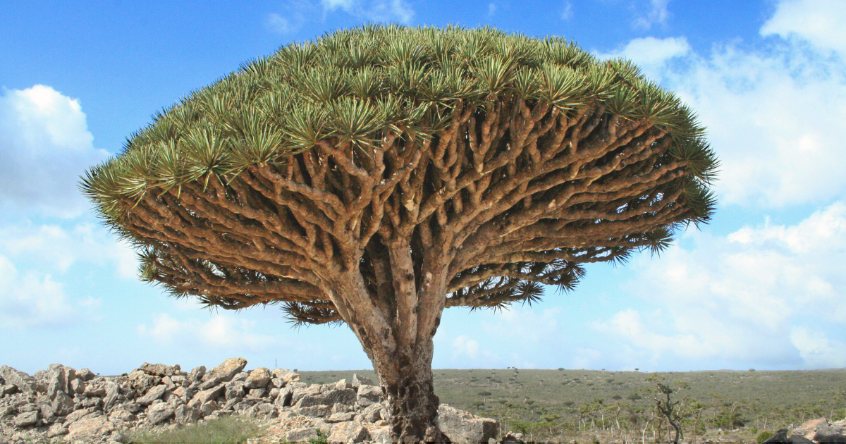 dragon-tree.png